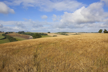 Fototapeta na wymiar summer barley crop
