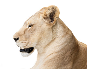 Fototapeta na wymiar Potężny lwica