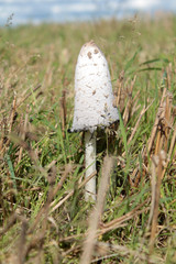 Shaggy Ink Cap mushroom