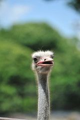 ダチョウ