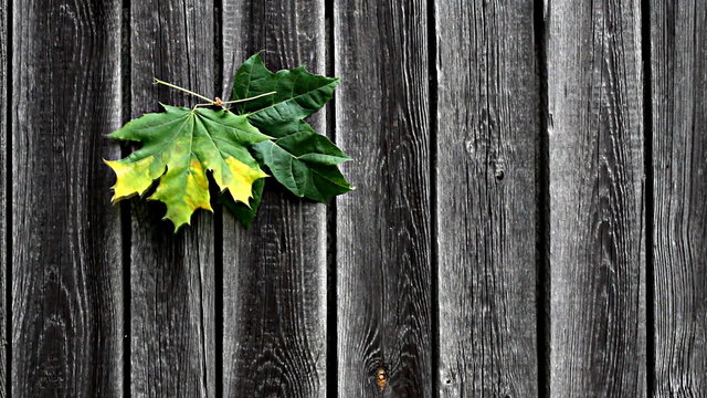 autumn leafs on wooden board background, 1080 hd