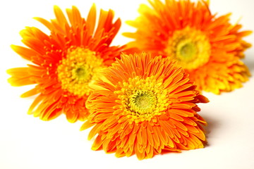 Beautiful orange gerbera flower isolated