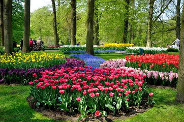Foto auf Glas Purple, yellow, blue, pink and white tulips in Keukenhof park in © Eagle2308