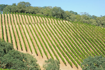 Fototapeta na wymiar rows of vines atMt. Howell Vineyards in Northern California