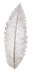 Fototapeta na wymiar rowan leaf skeleton isolated on white