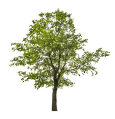 Obraz premium single green linden tree isolated on white