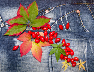 Autumn leaves and wild rose. Composition  on a denim background.