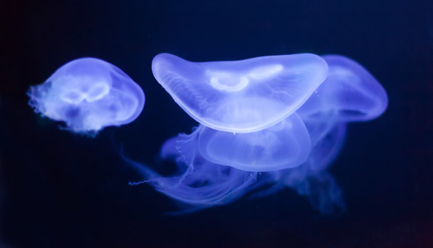moon jelly  in  water