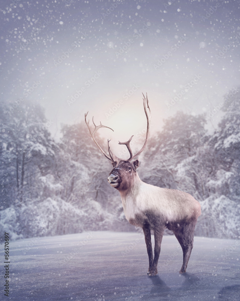Fototapete Reindeer