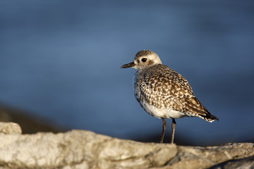 Grey plover, Pluvialis squatarola
