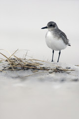 Grey plover, Pluvialis squatarola