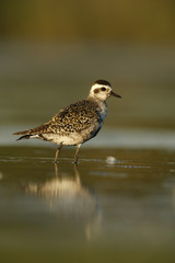 Grey plover, Pluvialis squatarola