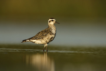 Grey plover, Pluvialis squatarola