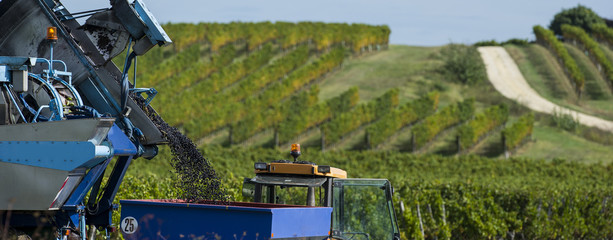 Vendanges mécanique du raisin dans le vignoble