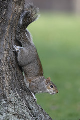 Grey squirrel, Sciurus carolinensis