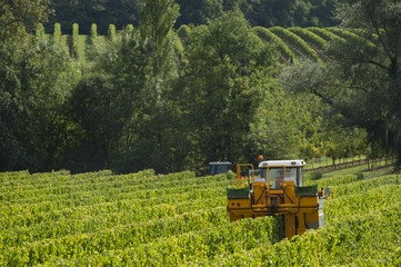 Vendanges mécanique du raisin dans le vignoble