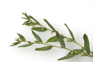 Steinsame, Echter Steinsame, Lithospermum Officinale,