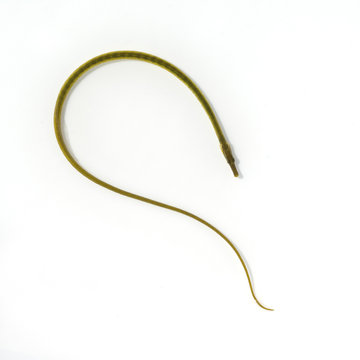 Kleine Seenadel, Syngnathus, rostellatus,