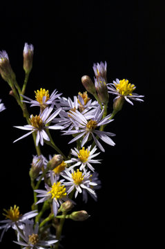 Strand-Aster, Tripolium pannonicum,