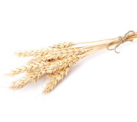 Wheat ears isolated on white background.