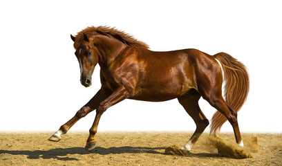 Chestnut horse runs freely
