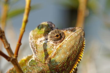 Chamaeleo calyptratus