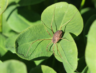 Паук-сенокосец