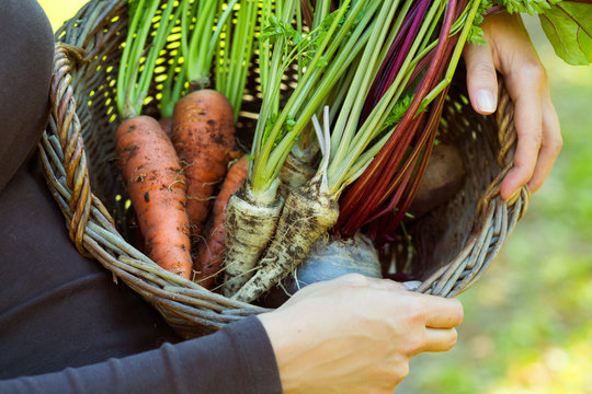 farmer holding a basket full of root vegetables