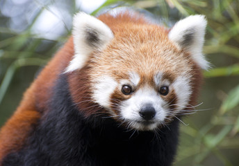 red panda