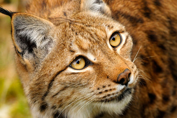 Fototapeta premium Lince