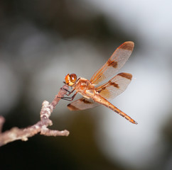 Orange dragonfly