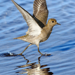 Plover running on water