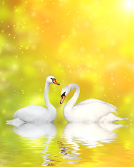 Two swans