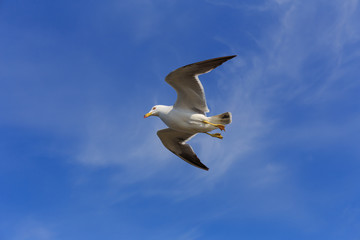 ウミネコ