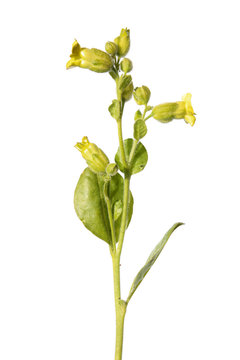 Flower of Wild tobacco (Nicotiana rustica) isolated on white