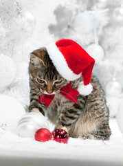 Christmas cat