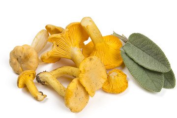 chanterelle and sage leaves
