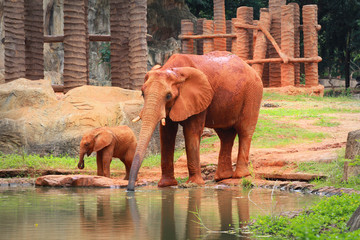 Fototapeta na wymiar Słoń afrykański cielę dziecko pić jej ojca