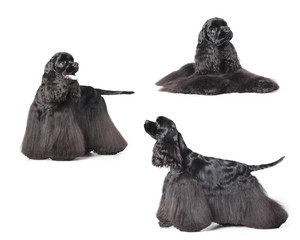 American Cocker Spaniel dog