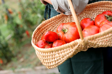 Closeup of fresh tomatoes in basket