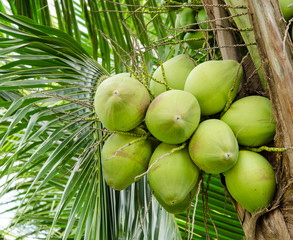 Cluster of coconut