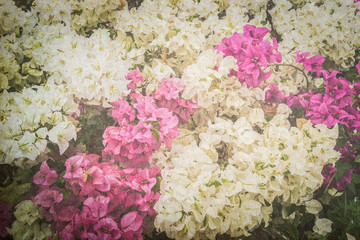 bougainvillea or paper flower vintage background