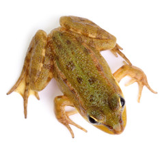 Marsh frog isolated on white view from above