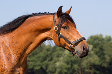 Portrait of a beautiful horse