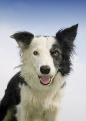 Fototapeta premium Border Collie
