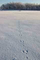 Hare track