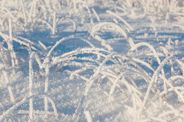 Grass with hoarfrost