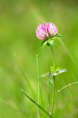 Kleeblüte nach dem Regen / Red clover after the rain