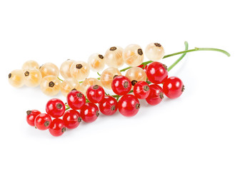 White and red currant