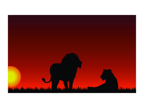 Sunset with lion and lioness